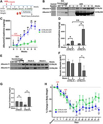 Adriamycin-Induced Nephropathy is Robust in N and Modest in J Substrain of C57BL/6